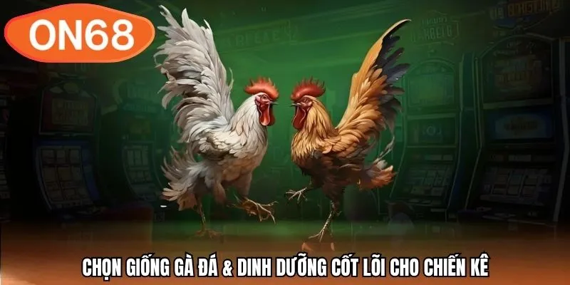 Chọn giống gà đá & Dinh dưỡng cốt lõi cho chiến kê